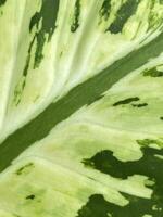 texture of green Dieffenbachia seguine leaves as background photo