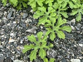 the leaves of the bitter gourd plants on the ground photo