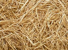 hay background in a field photo