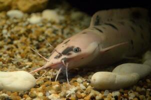 catfish in the water tank photo