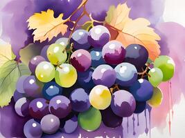 watercolor grapes and leaves. illustration photo