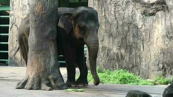 esta es vídeo de sumatra elefante elephas maximus sumatrano en el fauna silvestre parque o zoo. esta elefante es un sub especies de el asiático elefante ese solamente vive en el isla de Sumatra. video