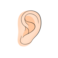 oreille corps partie png