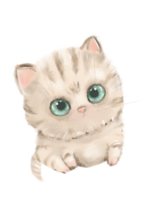 pequeno fofa animal gatinho png