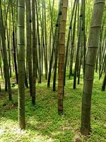 Bamboo forest background green, growth, photo