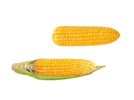 yellow ripe corn Isolated PNG transparent