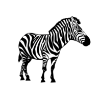 Zebra animal transparent background. AI Generative png