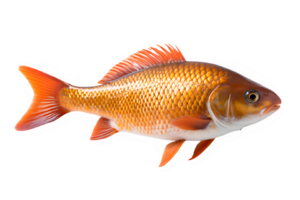 Goldfisch isoliert auf transparent Hintergrund ,frisches Wasser Karpfen png ,generativ ai