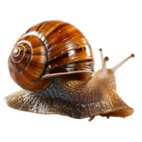 snail png ,snail side view isolated on transparent background ,generative ai