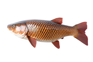 poisson rouge isolé sur transparent Contexte ,eau fraiche carpe png ,génératif ai