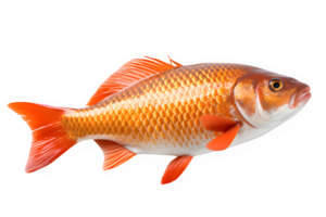 poisson rouge isolé sur transparent Contexte ,eau fraiche carpe png ,génératif ai