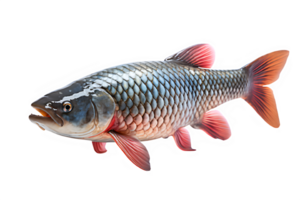 goldfish isolated on transparent background ,freshwater carp png ,generative ai