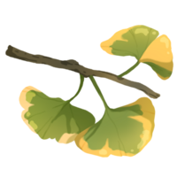 green ginko leaf png