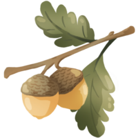 the oak branch png