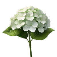 A painting of Hydrangea flower and leaves. AI-Generated. png