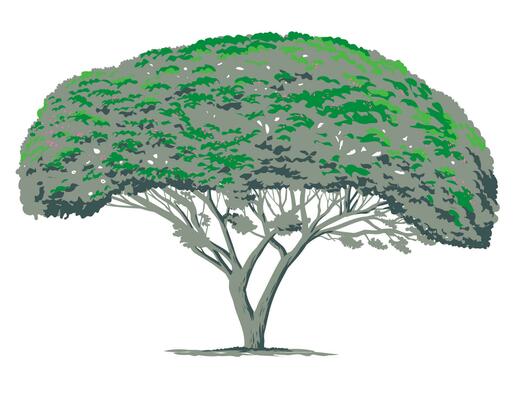 Mimosa Tree or Albizia Julibrissin WPA Art