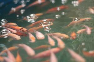 alimentación rojo tilapia pescado en acuicultura estanques en granjas, foto