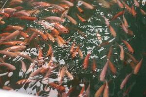 feeding red tilapia fish in aquaculture ponds on farms, photo