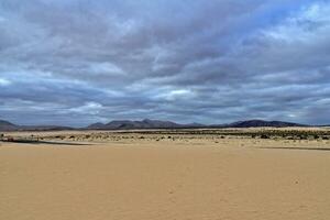 landscape from the Spanish Canary Island Fuerteventura with dunes and the ocean photo