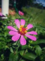 Common Zinnia in Nature photo