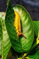 Caterpillar on Guava Leaf photo