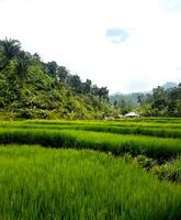 Nature s beautiful view, a paddy field in the morning photo