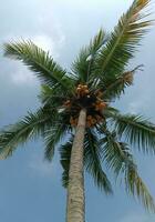 An artistic and beautiful coconut tree in the daylight against the blue sky photo