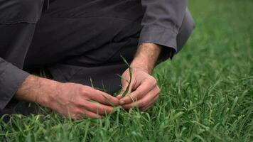 agriculteur travail sur une blé champ, fermer video