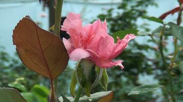 rosso rosa fiore nel giardino video