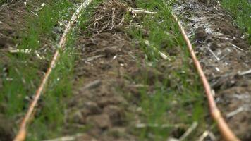 das Grün Gras im das Wald video