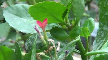 the beautiful nature of the flowers in summer video