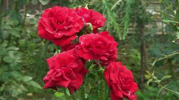 lindo flores, vermelho rosas dentro a jardim video