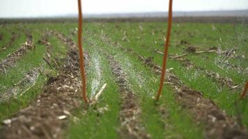 ein Feld mit ein groß Grün Gras video