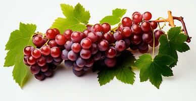 rojo uvas en un blanco fondo, vid - ai generado imagen foto