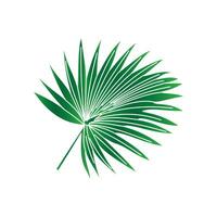 Exotic plants, palm leaves, monstera on an isolated white backgroundPalm leaves. Green leaf of palm tree on transparent background. vector