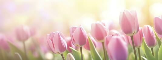 Beautiful pink Tulip on a blurred spring sunny background. Generative AI photo