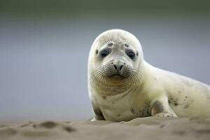 Harbor seal cub. AI Generated photo