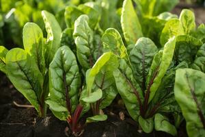 Chard growing in an urban garden. Garden beet and salad leaves close up. Generative AI photo