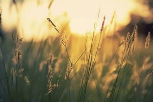 Wild grass in the forest at sunset. Abstract summer nature background. Generative AI photo