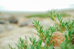 The leaves of a small tree growing near the beach. Behind it is a large rock by the beach. photo