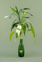 Lucky bamboo growing in water. Greenery still life. photo