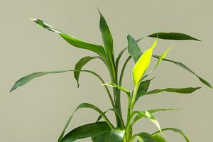 Lucky bamboo green leaves in sunlight, close up. photo