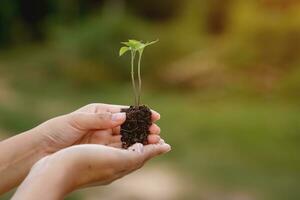 Farmer's hands are planting seedlings into the soil. photo