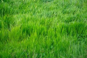 a field of green grass with a cow in the middle photo