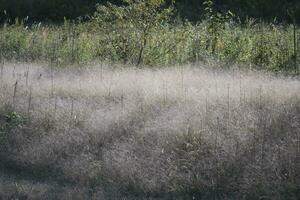 reed grass in the wind photo