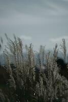 moss covered with snow in the wind photo