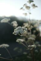 snow covered pine needles photo