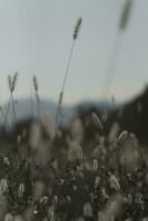 Dogtail grass in the wind photo