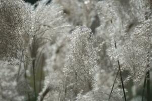 reeds in the snow and wind photo