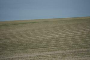 plowed field in the morning photo